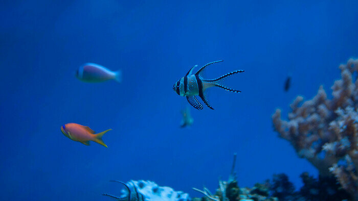 Узнают водолазов и дерутся за территорию: что скрывают аквариумы Музея Мирового океана | Фото: Ксения Андреева