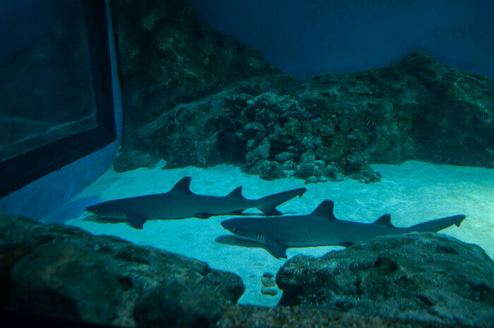 Узнают водолазов и дерутся за территорию: что скрывают аквариумы Музея Мирового океана