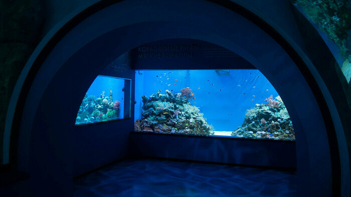 Узнают водолазов и дерутся за территорию: что скрывают аквариумы Музея Мирового океана | Фото: Ксения Андреева