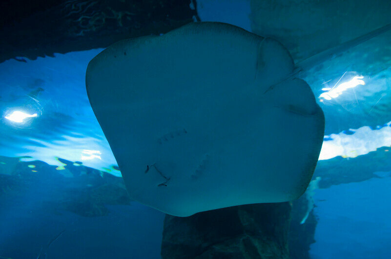 Разноцветные обитатели. | Фото: Ксения Андреева