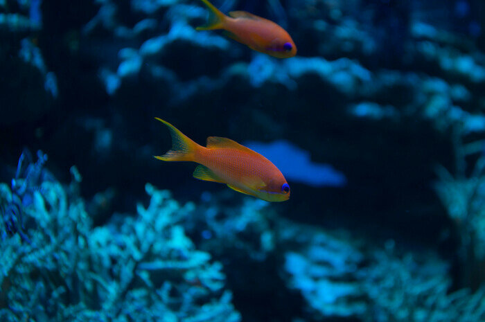 Узнают водолазов и дерутся за территорию: что скрывают аквариумы Музея Мирового океана | Фото: Ксения Андреева
