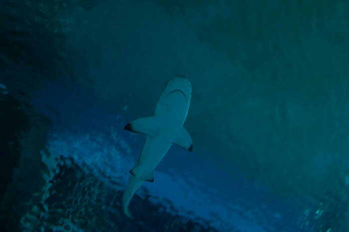 Узнают водолазов и дерутся за территорию: что скрывают аквариумы Музея Мирового океана