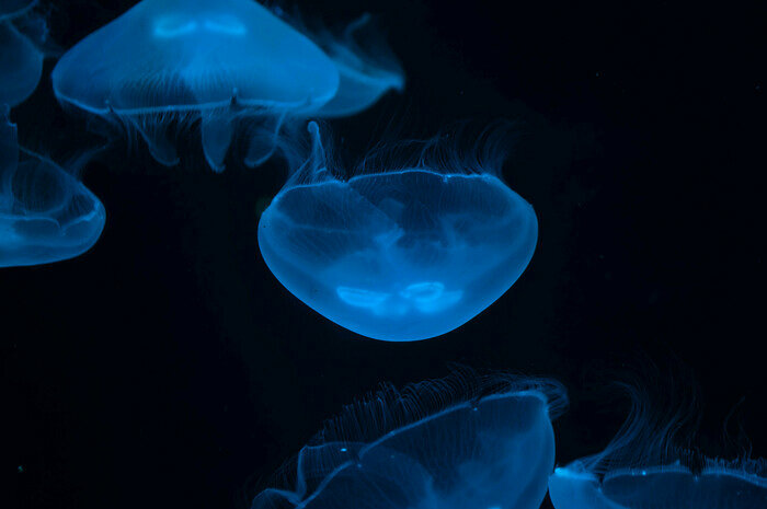 Узнают водолазов и дерутся за территорию: что скрывают аквариумы Музея Мирового океана | Фото: Ксения Андреева