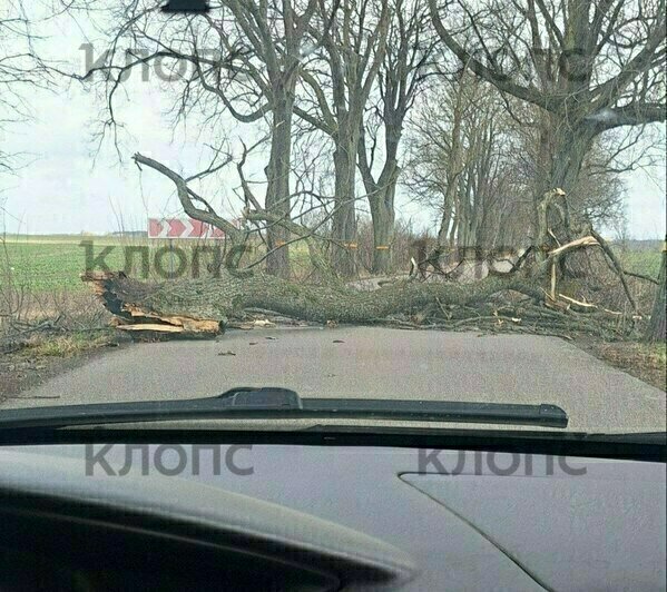 Дерево упало на трассу в Узловом | Фото: Олег Бармин