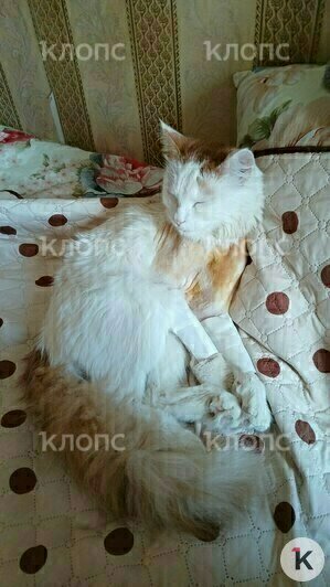 Малыш отсыпается после операции  | Фото: Виктория