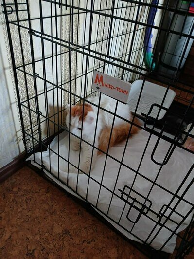 Пушок до операции  | Фото: предоставила Виктория 