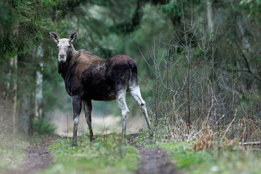 Встречи на Куршской косе | Фото: Александр Мелехов