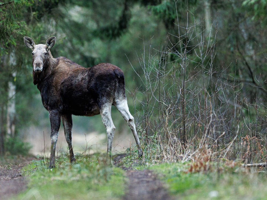 Встречи на Куршской косе