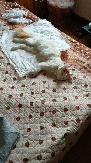 Пушок до операции  | Фото: предоставила Виктория 