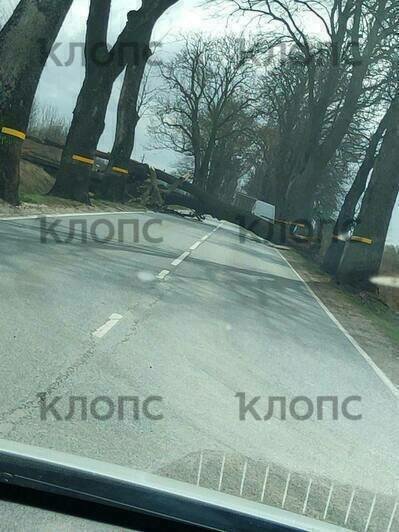 Крупный ствол перегородил дорогу в посёлке Рассвет | Фото: Олег Бармин