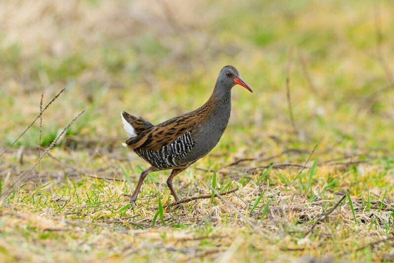 Птичку, которая бегает как спринтер и хрюкает как поросёнок, заметили в Светловском округе (фото)   - Новости Калининграда | Фото: Ольга Музюкина / телеграм-канал «Радио Птичка»