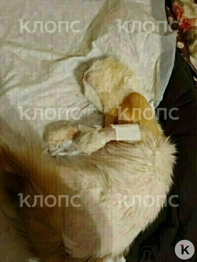 Малыш отсыпается после операции  | Фото: Виктория