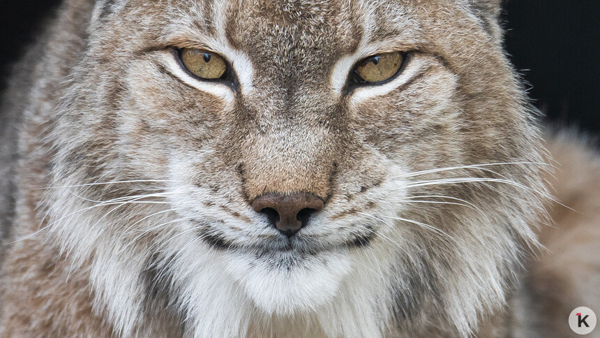 В Виштынецком нацпарке хотят наблюдать за благородными оленями и популяцией рыси - Новости Калининграда | Фото: Александр Подгорчук / Архив «Клопс»