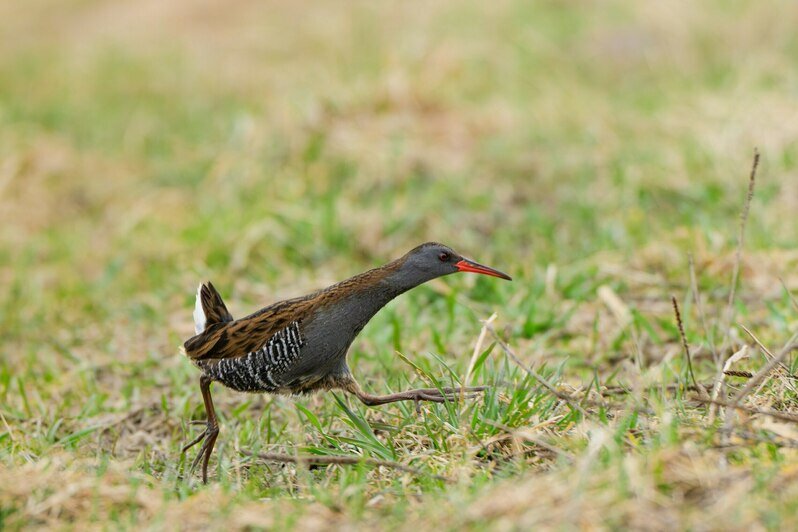 Птичку, которая бегает как спринтер и хрюкает как поросёнок, заметили в Светловском округе (фото)   - Новости Калининграда | Фото: Ольга Музюкина / телеграм-канал «Радио Птичка»