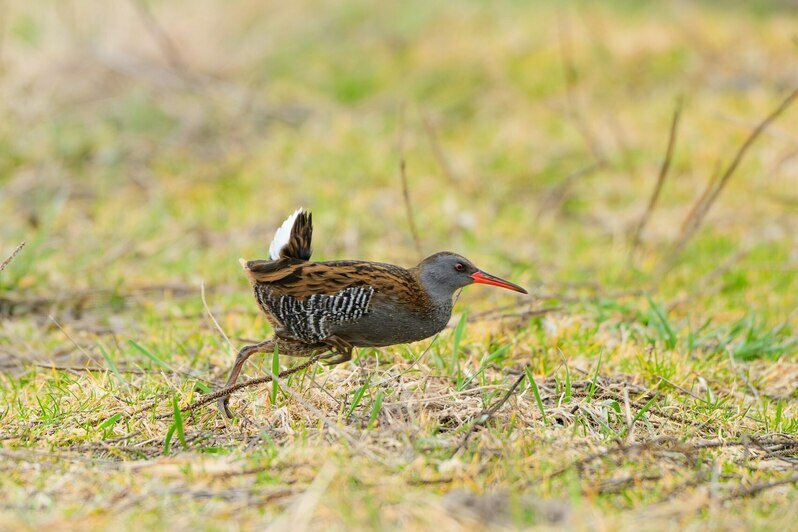 Птичку, которая бегает как спринтер и хрюкает как поросёнок, заметили в Светловском округе (фото)   - Новости Калининграда | Фото: Ольга Музюкина / телеграм-канал «Радио Птичка»