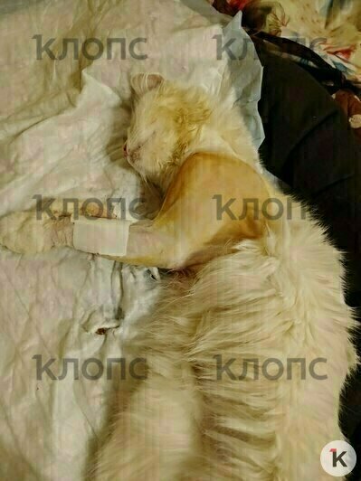 Малыш отсыпается после операции  | Фото: Виктория