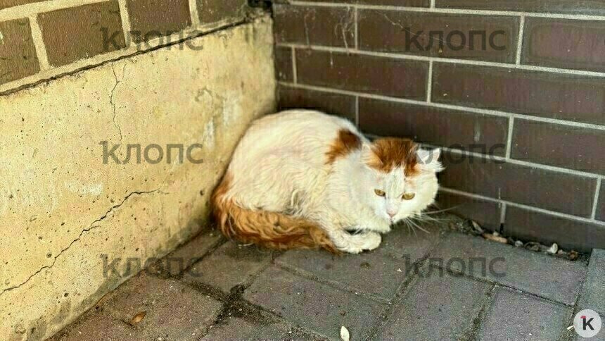 Таким нашли котика со сломанными лапами | Фото: Виктория 