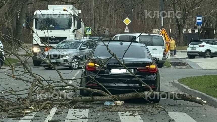 Гасящая свет в Литве «Рапунцель» в Калининградской области валит деревья и бросает их на автомобили - Новости Калининграда | Фото: «Клопс»