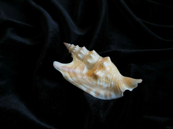 Моллюски жили в теплых океанах | Фото: пресс-служба ММО