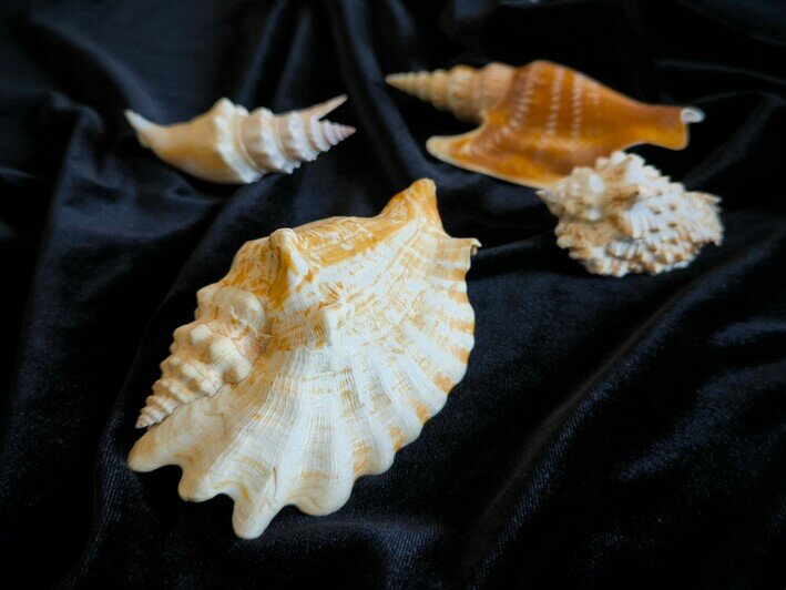 Моллюски жили в теплых океанах | Фото: пресс-служба ММО