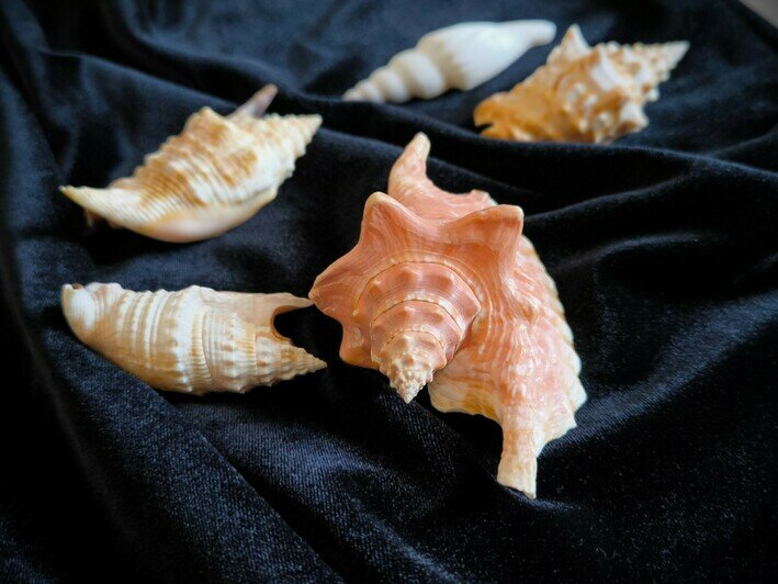 Моллюски жили в теплых океанах | Фото: пресс-служба ММО