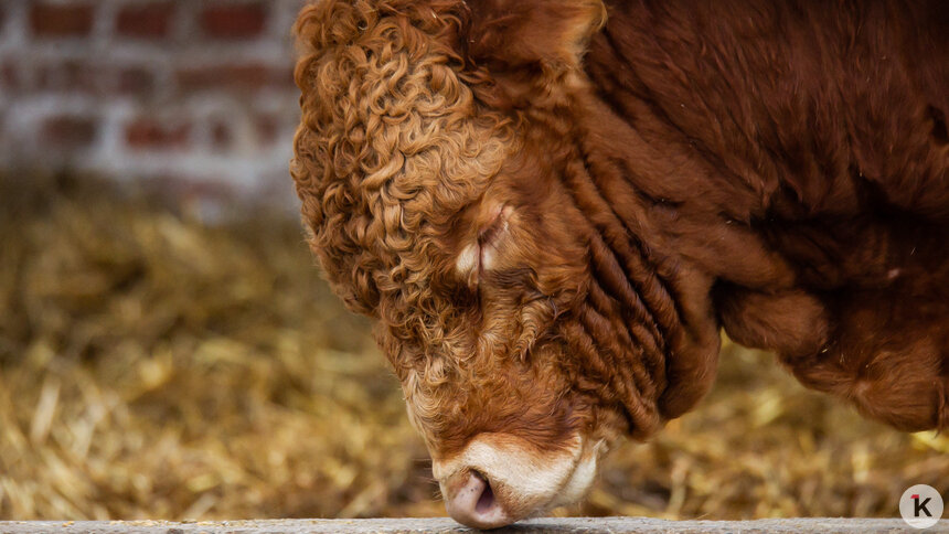 В Калининградской области растёт производство мяса, молока и яиц   - Новости Калининграда | Фото: Александр Подгорчук / Архив «Клопс»
