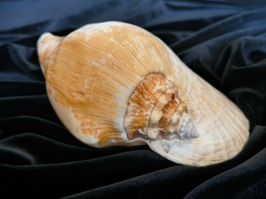 В музей привезли гигантскую раковину | Фото: пресс-служба ММО