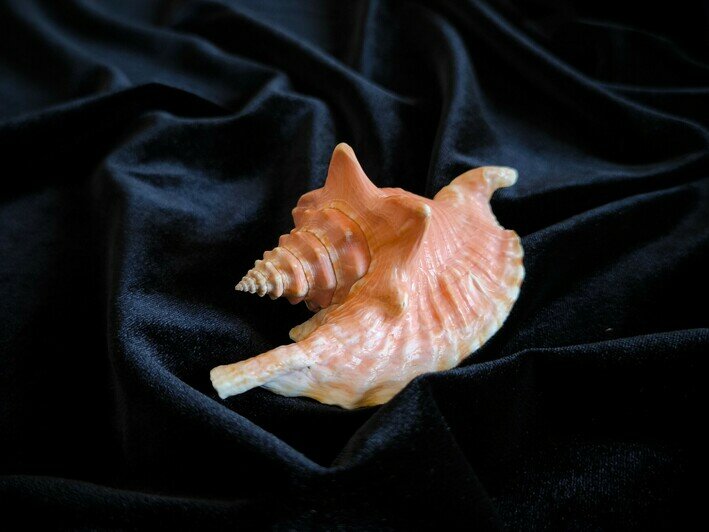 Моллюски жили в теплых океанах | Фото: пресс-служба ММО