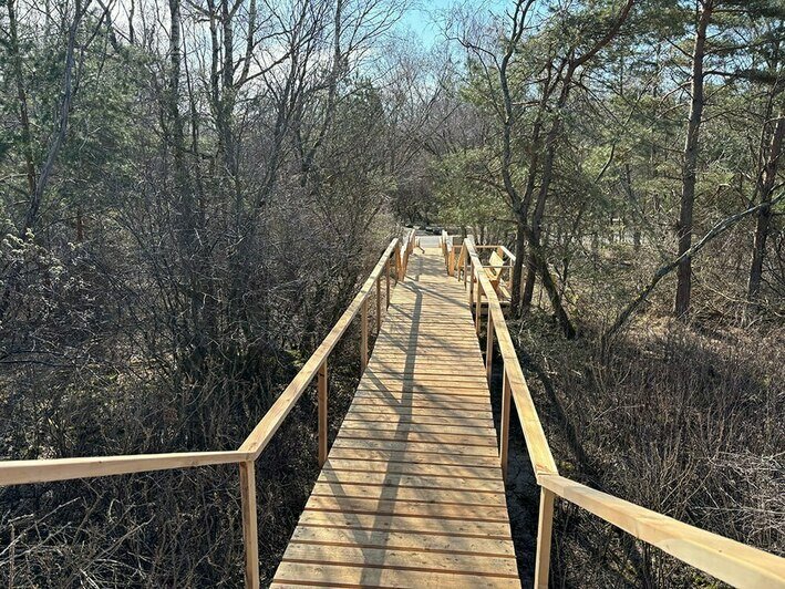 На Куршской косе доделали новый переход, который должен защитить авандюну от разрушения (фото, видео) - Новости Калининграда | Фото: канал национального парка «Куршская коса» / Телеграм