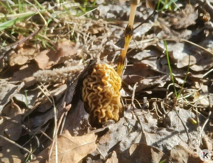 В лесах Калининградской области появилась сморчковая шапочка (фото) - Новости Калининграда | Фото: Николай Смирнов