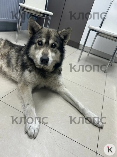 Беня перенёс сложную операцию | Фото: Зоя Шумилова 