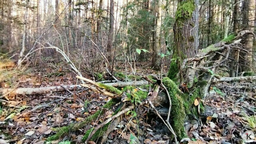 «Я гулял на Виштынце, но пришлось платить в конце»: музыкальный дайджест калининградских новостей за неделю (видео)   - Новости Калининграда | Фото: Александр Подгорчук / Архив «Клопс»