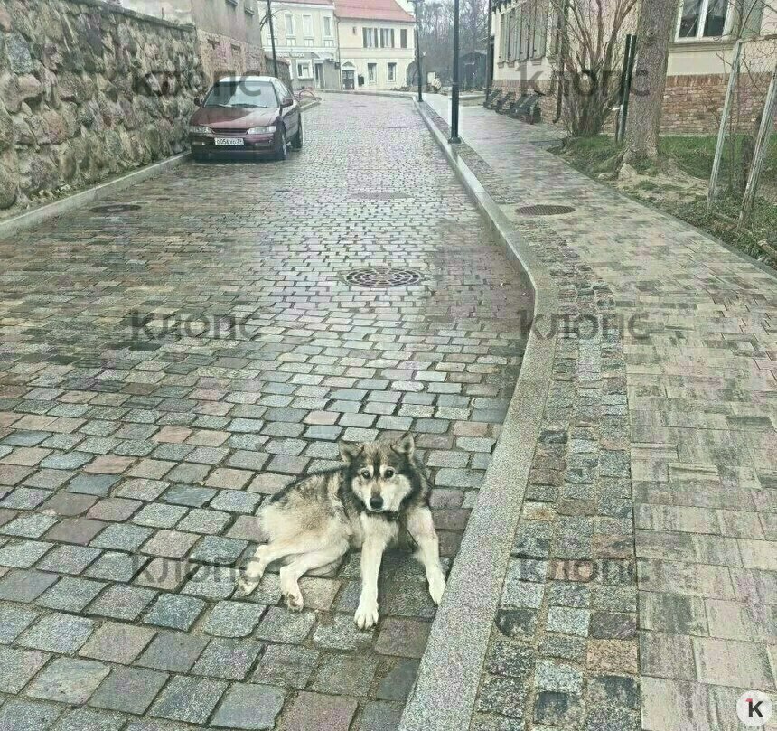 Таким Беню нашли на дороге | Фото: Зоя Шумилова 