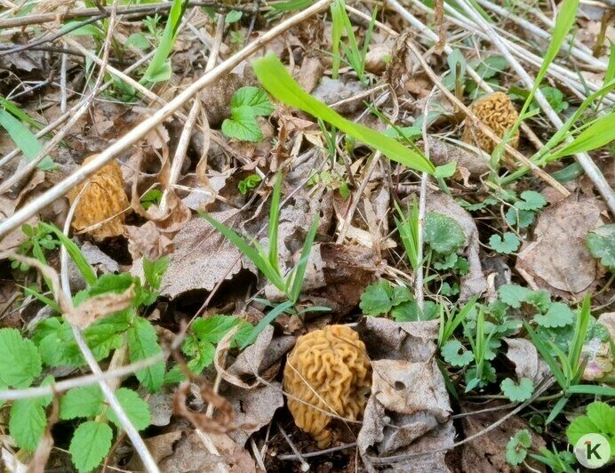В лесах Калининградской области появилась сморчковая шапочка (фото) - Новости Калининграда | Фото: Николай Смирнов
