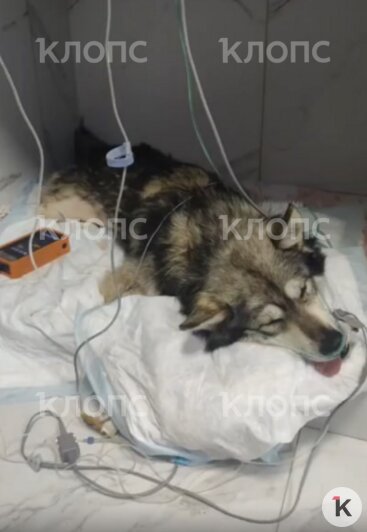 Беня перенёс сложную операцию | Фото: Зоя Шумилова 