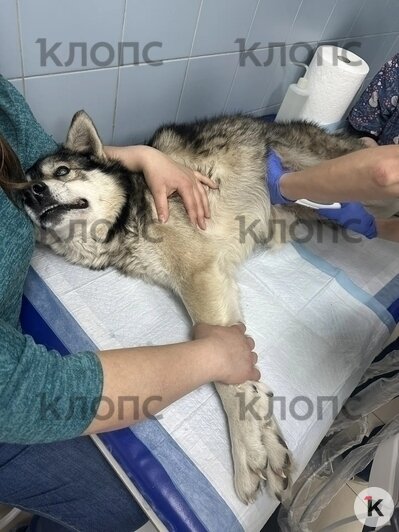 Беня перенёс сложную операцию | Фото: Зоя Шумилова 