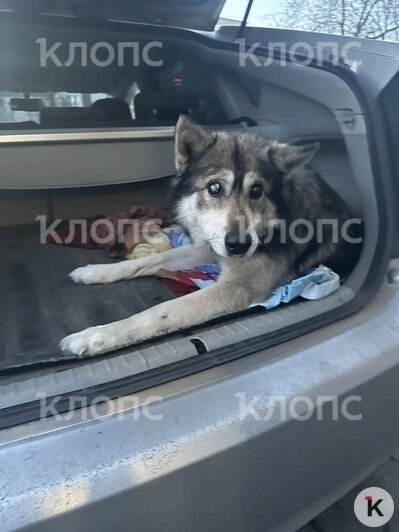 Беня перенёс сложную операцию | Фото: Зоя Шумилова 