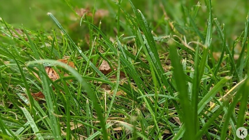 Газон проголодался: как выбрать качественные удобрения для травки, рассказал калининградский агроном   - Новости Калининграда | Фото: «Клопс»