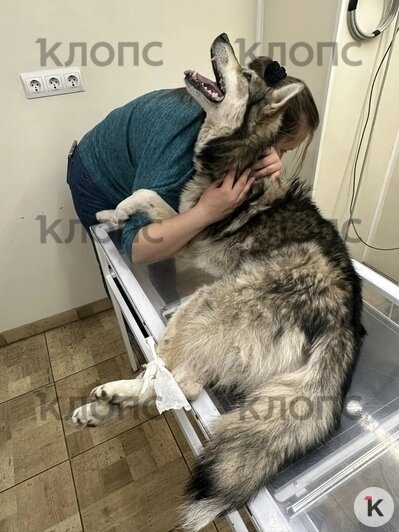 Беня перенёс сложную операцию | Фото: Зоя Шумилова 