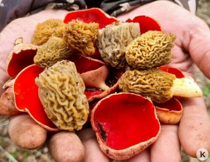 В лесах Калининградской области появилась сморчковая шапочка (фото) - Новости Калининграда | Фото: Николай Смирнов