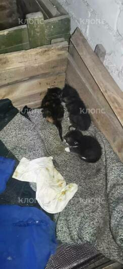 «Принять меры по ликвидации»: в Советске кошку с котятами УК закрыла в подвале без окон (фото)  - Новости Калининграда | Фото: Ирина