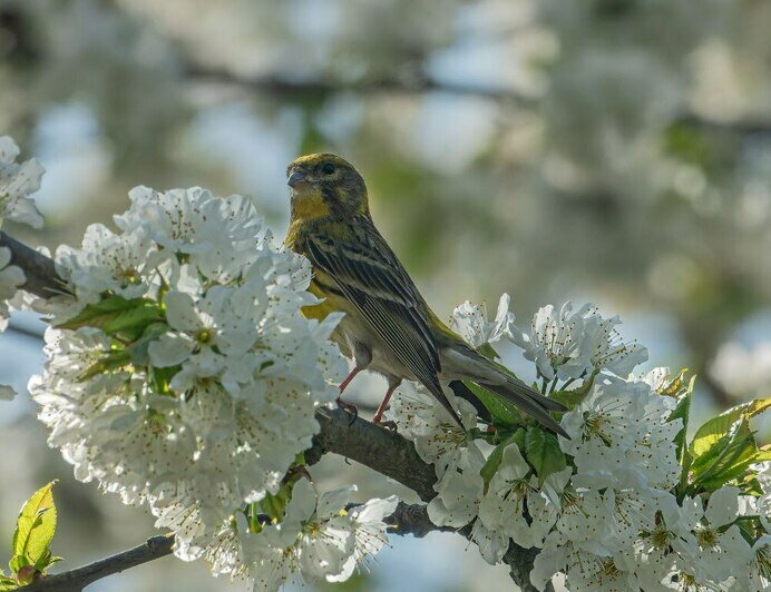 В Калининградскую область вернулась птичка, которая поселилась здесь 121 год назад (фото)   - Новости Калининграда | Фото: Татьяна Виноградова