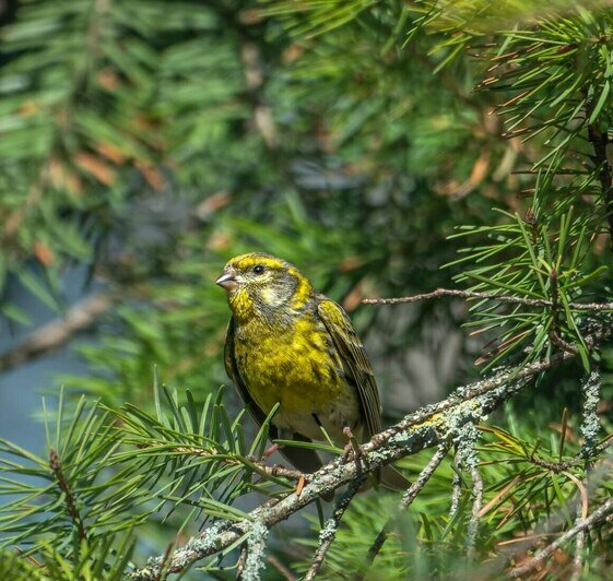 В Калининградскую область вернулась птичка, которая поселилась здесь 121 год назад (фото)   - Новости Калининграда | Фото: Татьяна Виноградова