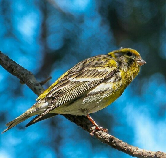 В Калининградскую область вернулась птичка, которая поселилась здесь 121 год назад (фото)   - Новости Калининграда | Фото: Татьяна Виноградова