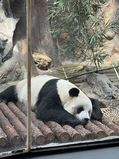 Панда в Пекинском зоопарке невозмутимо спит.  | Фото: Евгения Иванкова