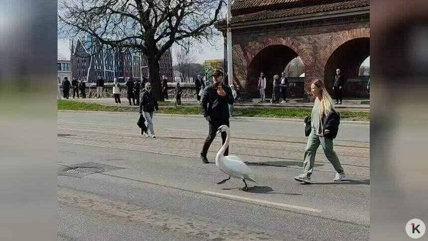 Лебедь, которого нашли на проезжей части на Черняховского, погиб (видео)   - Новости Калининграда | Скриншот видео: очевидец