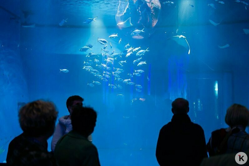 Евгений Гришковец побывал на открытии доски легендарным кораблям на набережной Музея Мирового океана в Калининграде (фото) - Новости Калининграда | Фото: Александр Подгорчук / «Клопс»