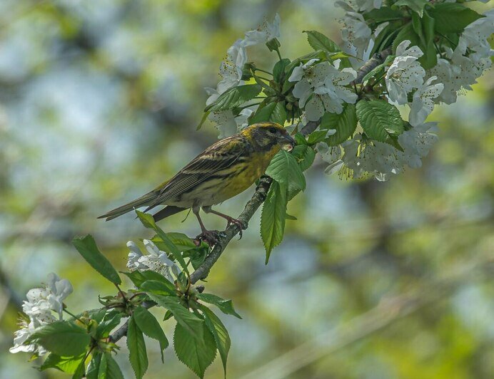 В Калининградскую область вернулась птичка, которая поселилась здесь 121 год назад (фото)   - Новости Калининграда | Фото: Татьяна Виноградова