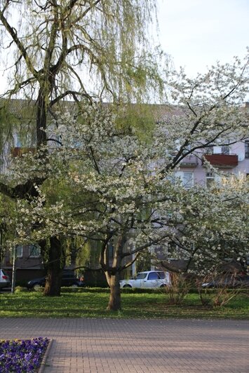 Так дерево выглядело раньше | Фото: Татьяна Батыршина