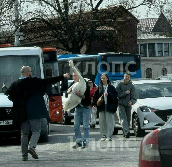 Гибель семьи в горящей калининградской высотке и рухнувший с неба лебедь: 8 событий минувших выходных   - Новости Калининграда | Фото: очевидцы